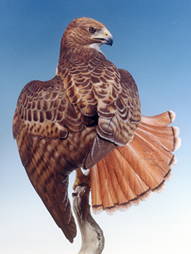 Fantail