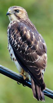 Sharp Shinned Hawk with prey