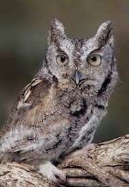 Saw Whet Owl