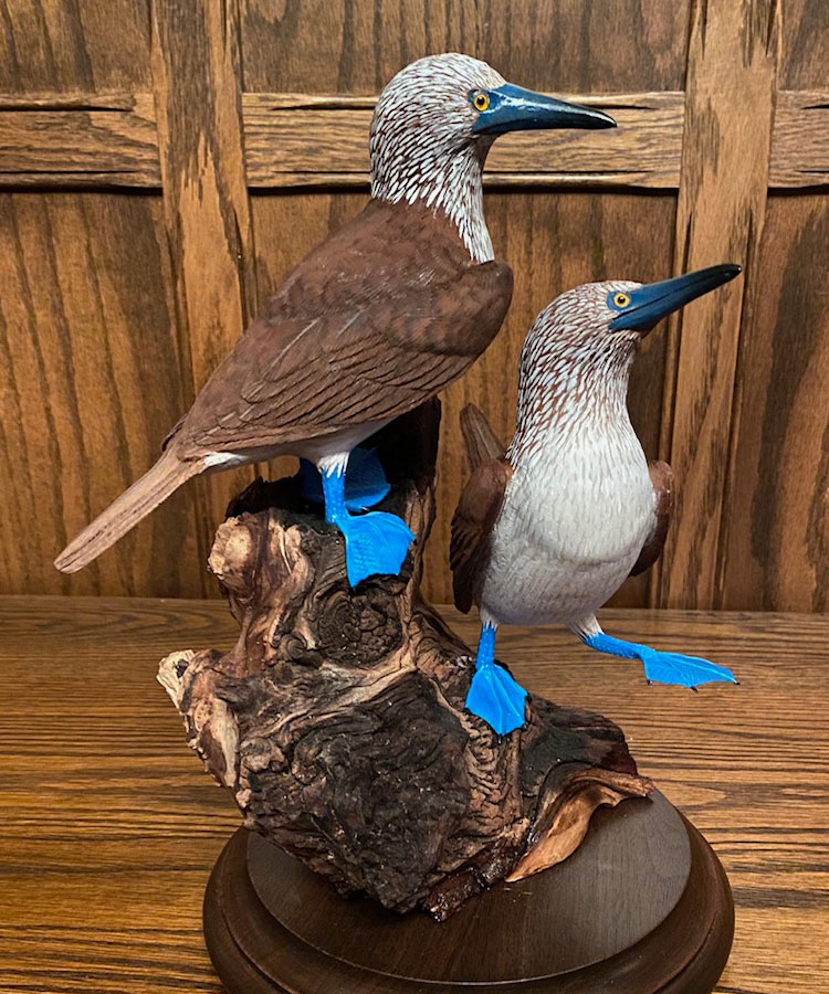 Blue Footed Boobies completed in July 2023