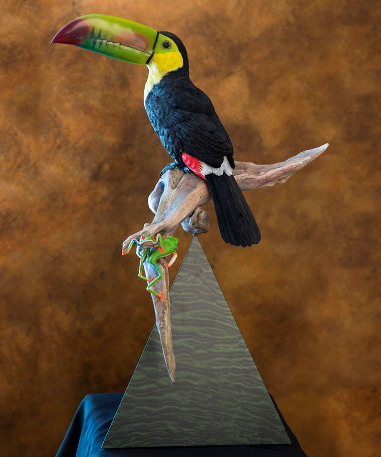 Keel Billed Toucan